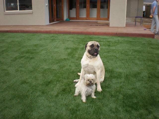 Two dogs enjoying a lush synthetic grass backyard