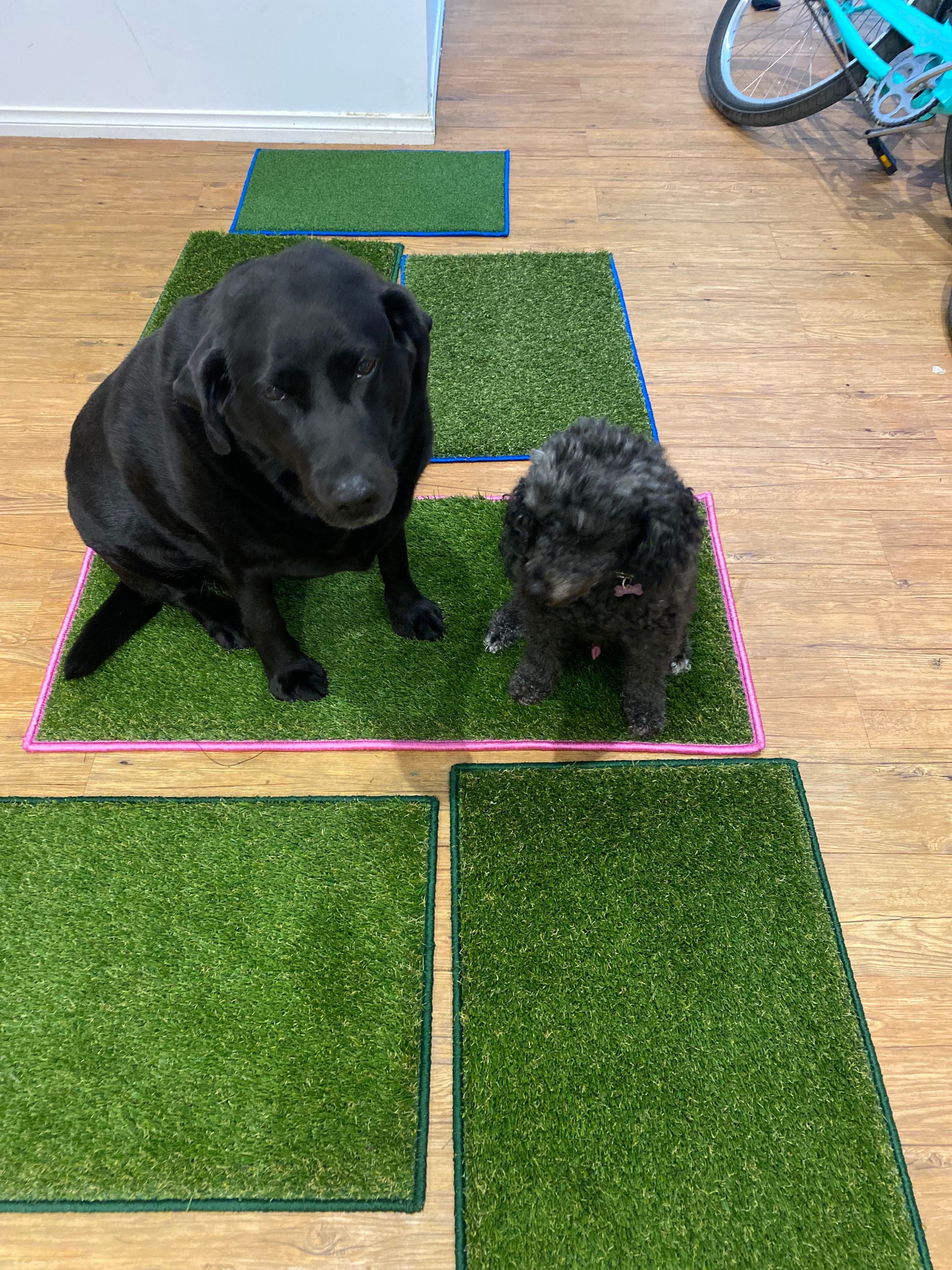 Dogs sitting on custom Turf Lock synthetic grass mats